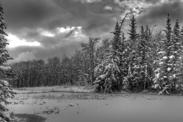 Paesaggio in bianco e nero della foresta invernale