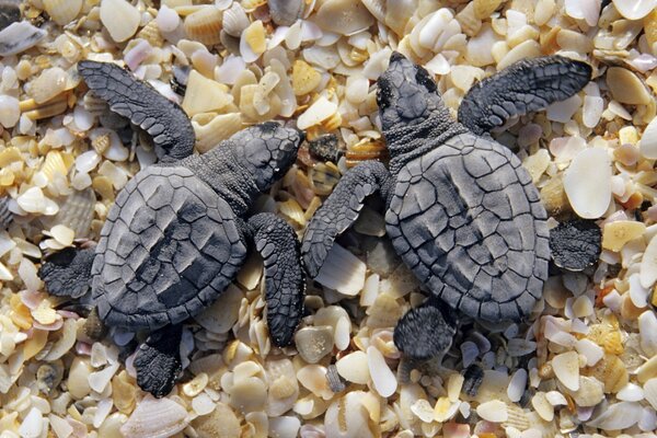 Dos tortugas marinas en una playa de conchas marinas