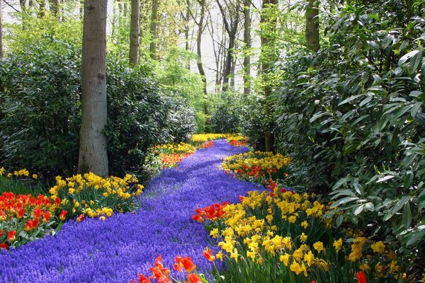 Purple path of flowers in the park