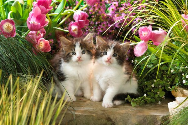 Cute kittens in the grass with flowers