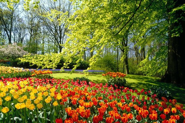 Rote und gelbe Tulpen im grünen Wald