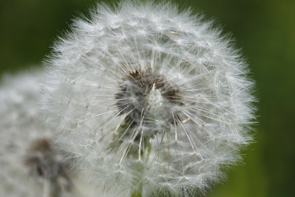 Pissenlit moelleux jour d été