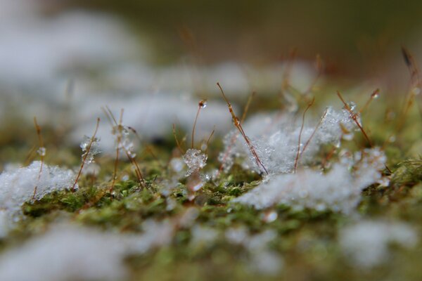 Combinação de branco e verde na natureza. Neve no musgo close-up