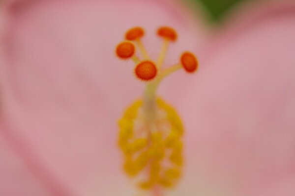 Makro und Unschärfe. Rosa Blume