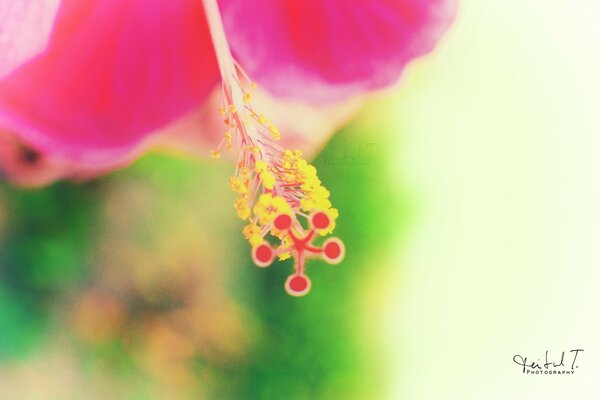 Macro photography of a flower on a summer day