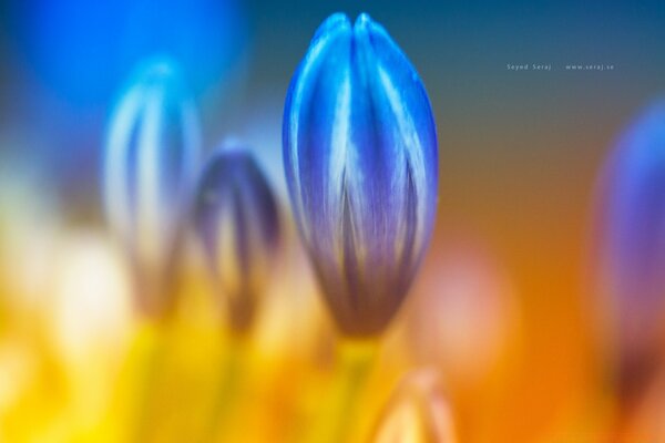 Fleur bleue dans l abstraction