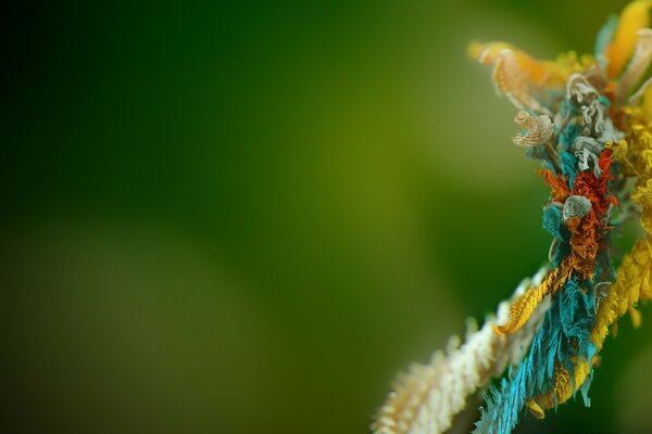 Foto de una flor multicolor en una rama