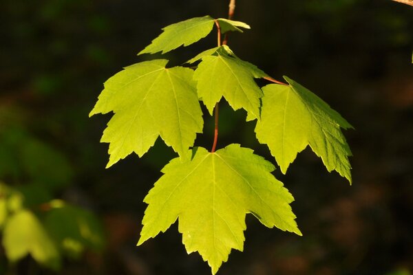 Photos of maple leaves on a branch in summer