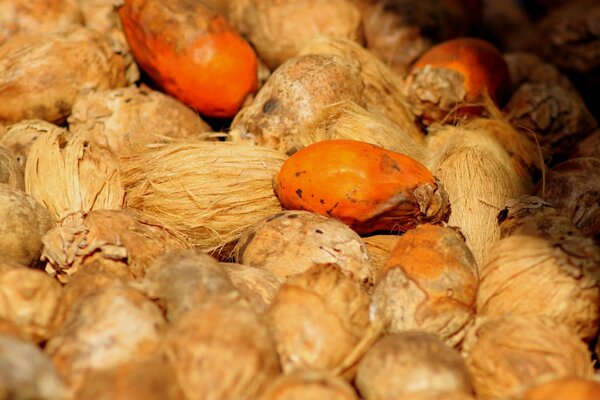 Fotografía macro es una gran fuente de alimentación. Comida