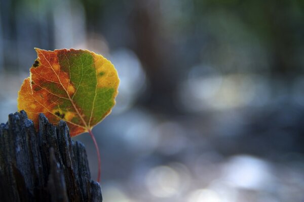 Una hoja de otoño que simplemente se encuentra