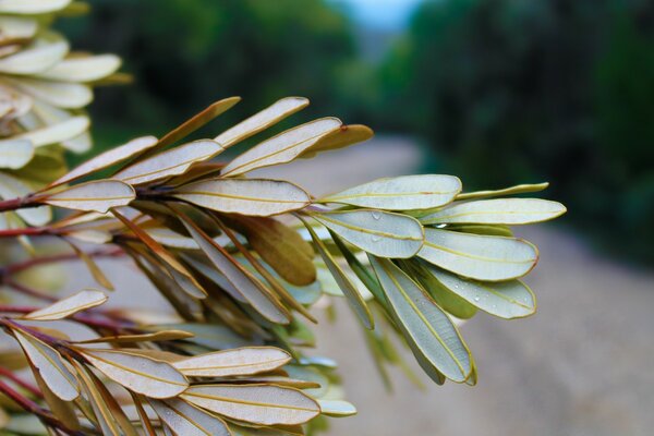 Folhas de verão em macro