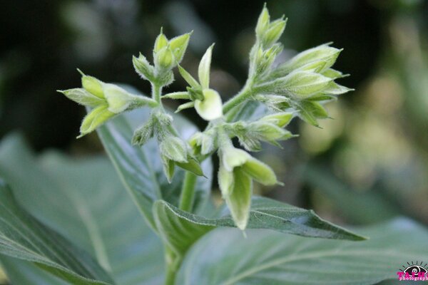 Blooming flora. Photos in macro photography