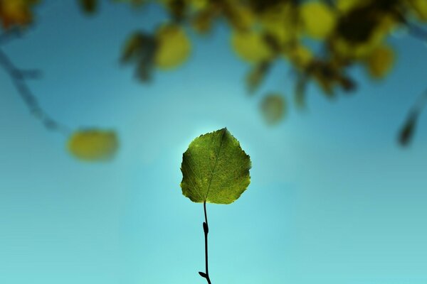 Macro photography of flora. Leaf and tree