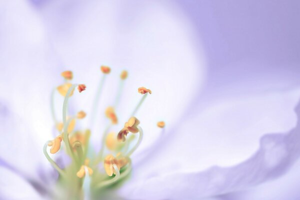 Blurry macro photography. Nature and flower