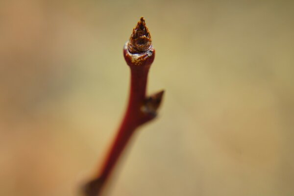 Unscharfe Makroaufnahme von Natur und Blatt