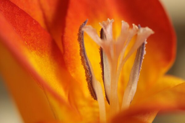 Blurring orange tulip