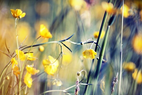 Yellow bright flowers in macro photography