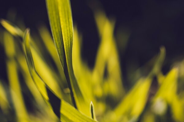 Microfilming. Green grass. Nature