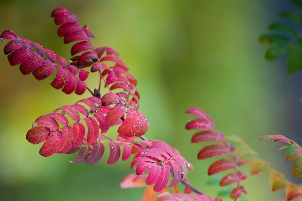 Autumn leaves in macro photography