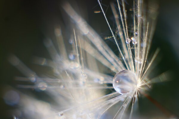 Macro photography of dew drops on a flower