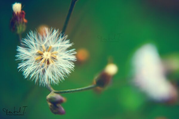 Macro photography of a dandelion on a blurry green background