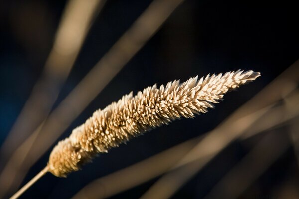 Photographie macro de nourriture en plein air