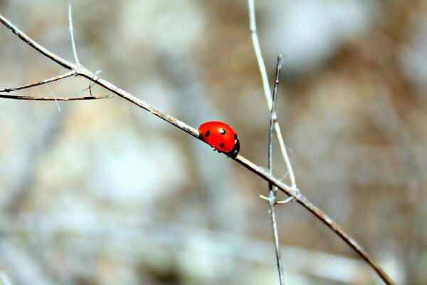 Macrofotografía. Naturaleza al aire libre