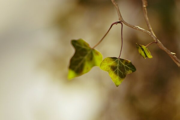 Deux feuilles sur une branche sur un fond flou