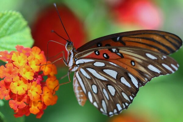 Beautiful butterfly on a flower in macro photography