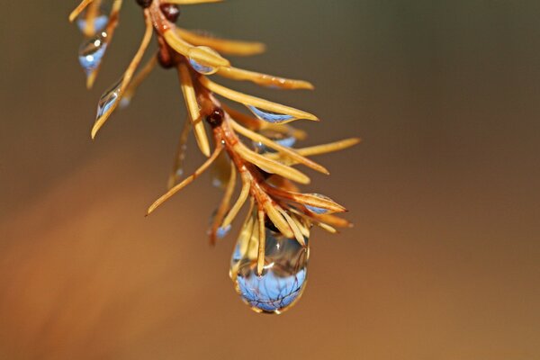 There are water droplets with an interesting shade on the pine tree