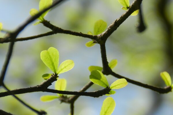 Macro de feuilles sur une branche sur un fond flou