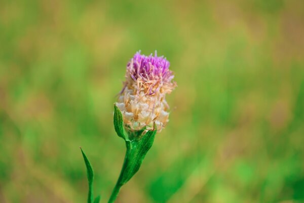 Fotografía macro de la flor en el verano