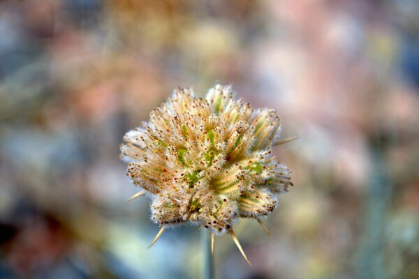 A beautiful fluffy flower with a pleasant shade