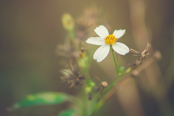 Fotografía macro borrosa. Flor en la naturaleza