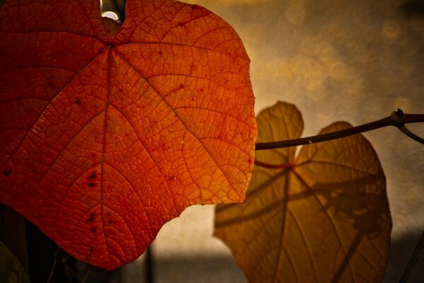 Herbstliche Ahornblätter auf einem Ast