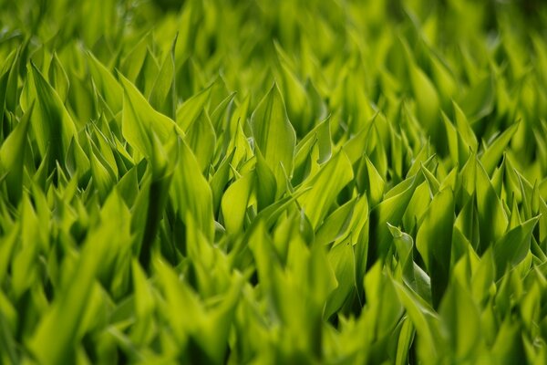 Young grass makes its way out of the ground