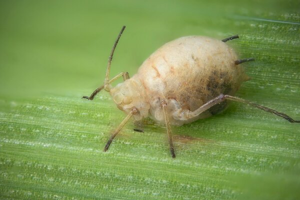 Macrophotographie. Insecte de la faune