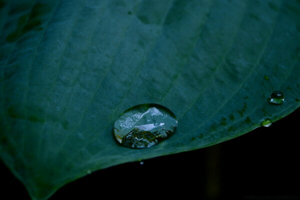 Rosée sur une feuille, une goutte dessus