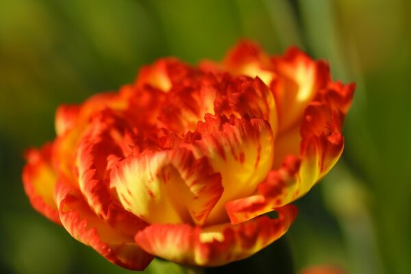 A beautiful blooming flower on a green background