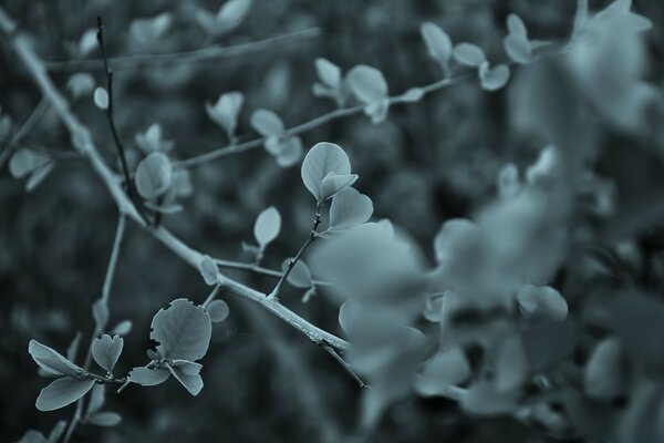 Image Monochrome d une branche avec feuillage