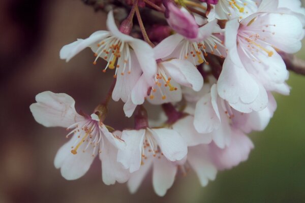 Photos of apple blossoms in the flowering period