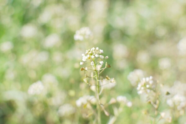 Naturaleza en verano. Flores en macro