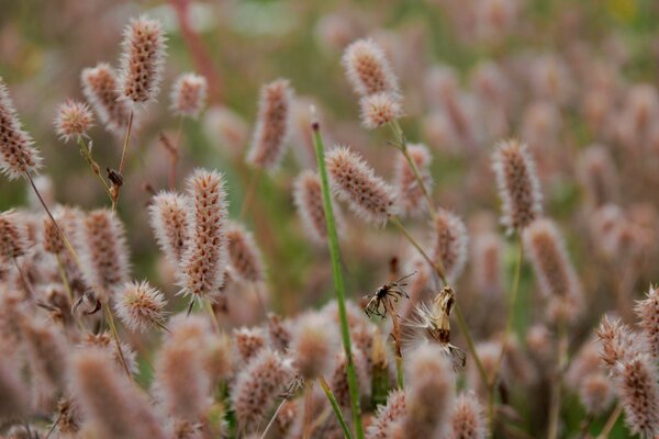 Die Ährchen im Feld sind winzig braun