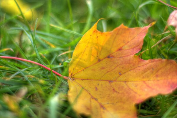 Fallen maple yellow-red leaf