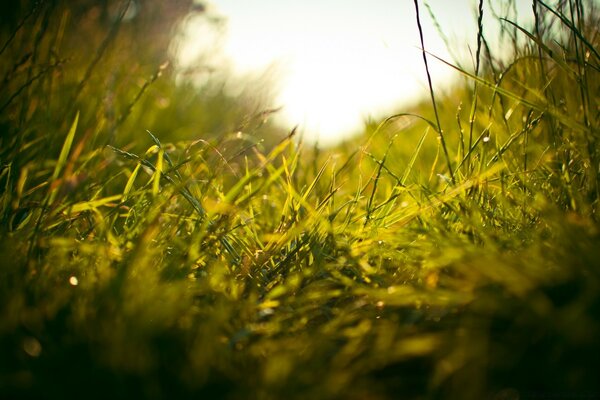 Makro Natur Feld Gras