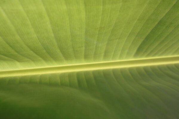 Folha verde close-up