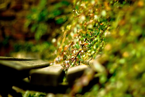 Banc de plantes vertes