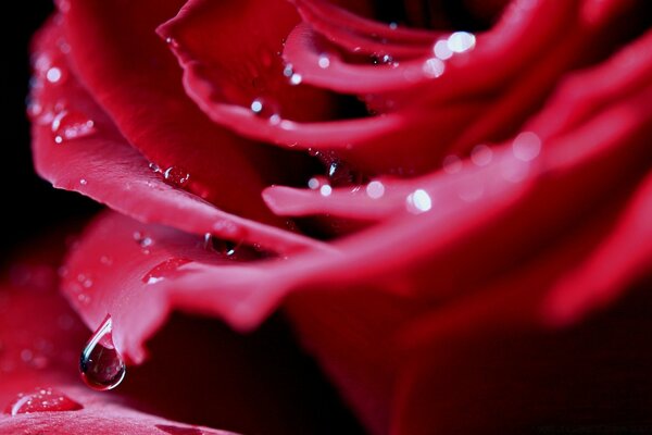 Rosa roja en gotas de rocío