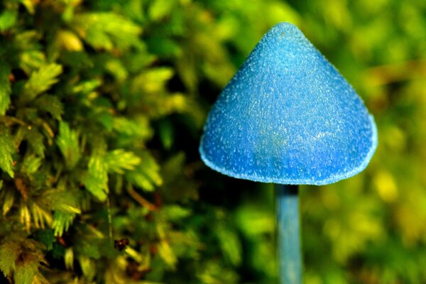 Macro d un champignon bleu