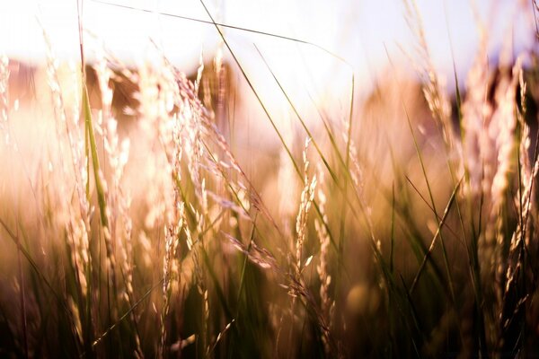 The spikelets in the field are illuminated by the sun